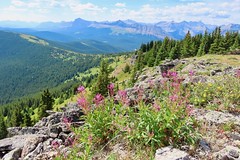 2022 August 16 - Hike to Forgetmenot Ridge