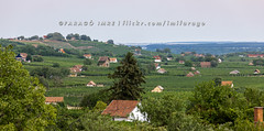2022. 07. 26. Villány - Panorama
