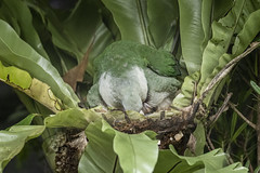 小綠鳩 Ptilinopus leclancheri