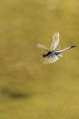 蜻蜓 - Anisoptera
