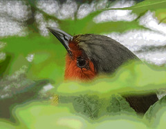 紅翅藪鶥 - Liocichla phoenicea