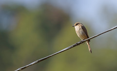Birds of Uttarakhand