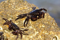 Crabe marbré (Pachygrapsus marmoratus)