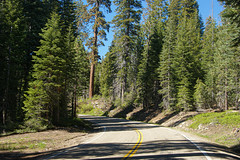 Sequoia N.P. (California)