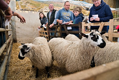 Masham Sheep: social evening for public judging, Bleak Bank Farm, Clapham