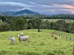 Aussie Landscape
