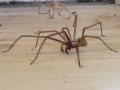 Tégénaire noire -            Giant house spider