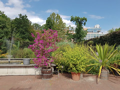 Botanische tuin zuidas, amsterdam.