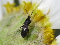Seed Bugs - Rhyparochromidae