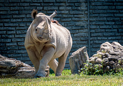 Buffalo Zoo Visit - 08/27/2022