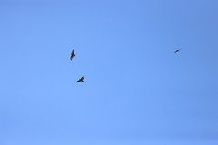 7-24-2022 Broad-winged Hawks (Buteo platypterus)