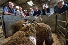 Dalesbred Sheep Breeders Judging and Social Evening, Wray, Lancashire, 26/08/22