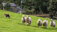 Sheep Shearing Competiiton at Albion Farm, Delph - Saddleworth 2022