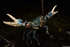 Southern Hemisphere Crayfish (Parastacidae)