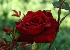Enchanted Rose Garden