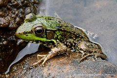 Green frog, Lithobates clamitans