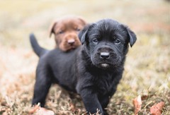 Cute Puppies