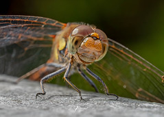 Dragonflys - Libellen