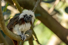 cotton-top tamarin monkey