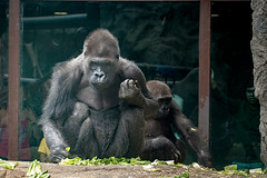 Gorillas at the Buffalo Zoo - 08/2022