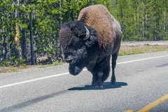 2022 Yellowstone National Park