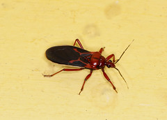 Assassin Bugs --- Reduviidae