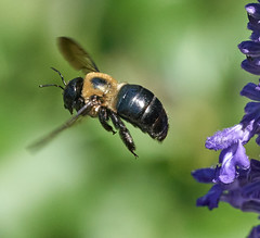 Bees: In flight