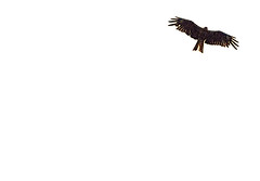 Black Kite, Milvus migrans, Brun glada