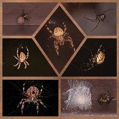 Arachnids (Spiders, Webs and Their Prey)