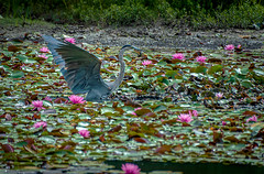 Blue Heron Fishing among the Water Lilies