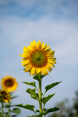 Sunflowers 2022