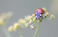 Ladybugs Ladybirds Ladybeetles