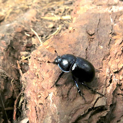 Dor beetle, Anoplotrupes stercorosus, Skogstordyvel