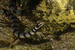 黃唇青斑海蛇 Laticauda colubrina 