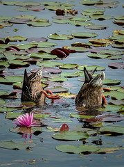 Ducks... synchronized swimming?