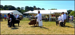 Chertsey Agricultural Show 2022
