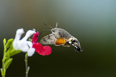 9. Hummingbird Hawk Moth