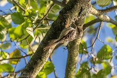 Grimpereau des jardins - Short-toed treecreeper