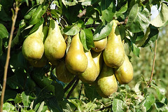 "Conference" Peren en "Elstar" appels oogsten bij Fruit en Vruchtboomkwekerij Rijk Ottolanderlaan 7 8251 SB DRONTEN