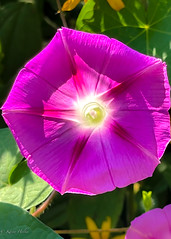Morning Glory and bee_2022