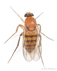 Diptera: Brachycera: Phoridae