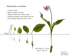 Ethereal Erythroniums - a photographic study of Erythronium revolutum