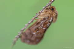 Korscheltellus fusconebulosa