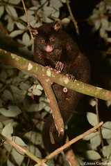 Possums and Cuscuses (Phalangeridae)