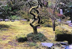 Japanese Gardens:  Portland, Oregon