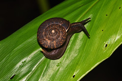 Snails and slugs