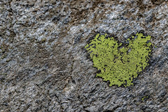 Map lichen - Rhizocarpon geographicum - Lichen géographique - チズゴケ - Ризокарпон географический - Kartlav - नक़्शा लाइकेन