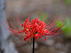 flower-of-red-spider-lily_170922