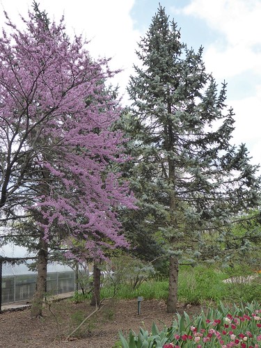 Lombard, IL, Lilacia Park, Blooming Redbud and Pine Tree