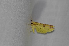 Citronnelle rouillée - Brimstone moth (Opisthograptis luteolata)